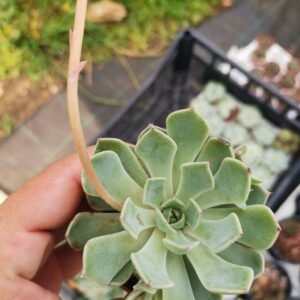 Echeveria Strictiflora Gray