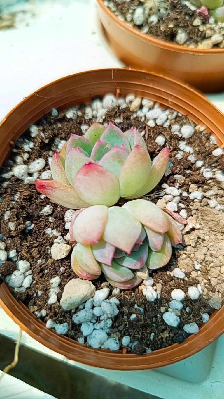 Echeveria sureyon korean