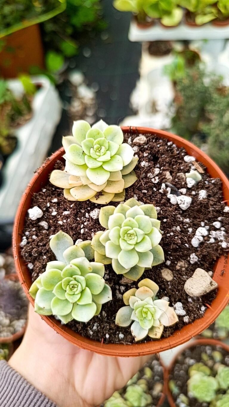 Echeveria Tinkerbell Variegata