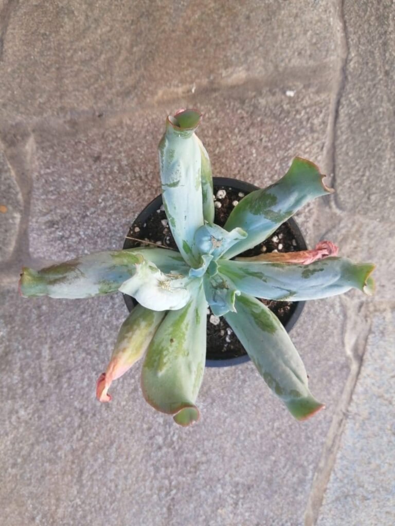Echeveria Tubiglans