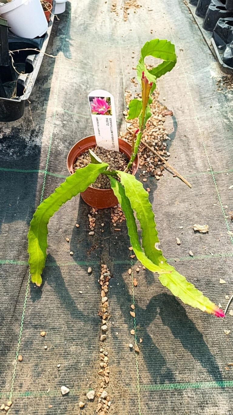 Epiphyllum hybrid gitti paetz