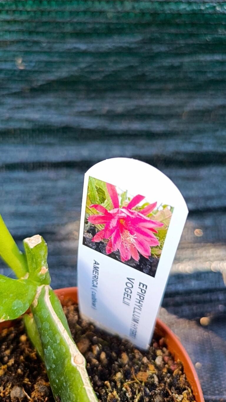 Epiphyllum hybrid vogelii