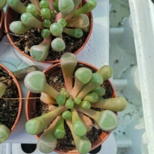 Fenestraria Aurantiaca