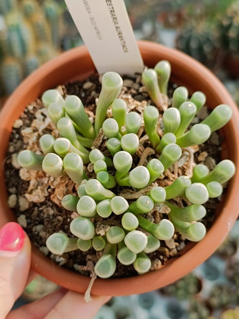 Fenestraria Aurantiaca