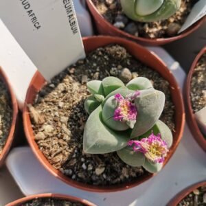 Gibbaeum Album