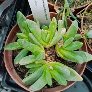 Glottiphyllum Oligocarpum