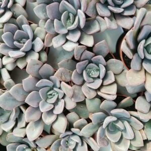 Graptoveria Debbie