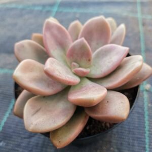 Graptoveria Cumbre Vieja