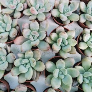 Graptoveria Opalina