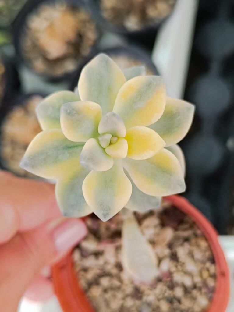 Graptoveria Titubans Variegata