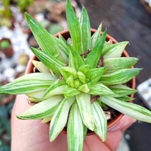 Haworthia Marumiana Variegata