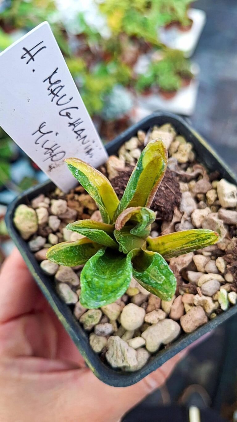 Haworthia maughanii mi ho Variegata