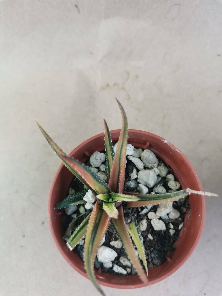 Haworthia Radula Variegata