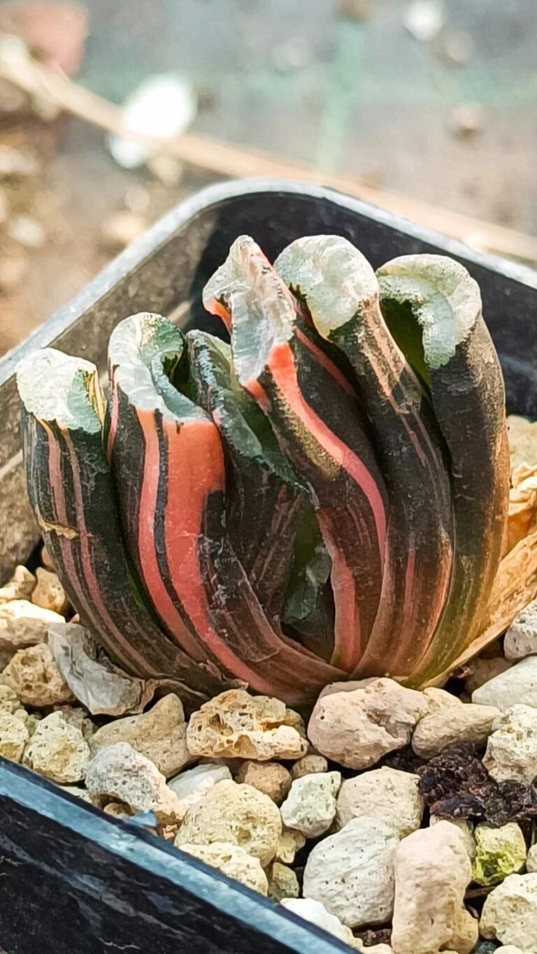 Haworthia truncata ‘Fuji’ f. variegata