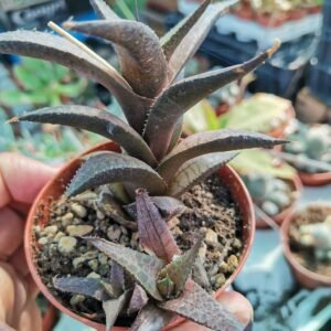 Haworthia Venosa subsp Tessellata