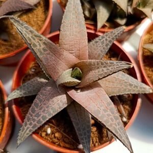 Haworthia Venosa subsp Tessellata