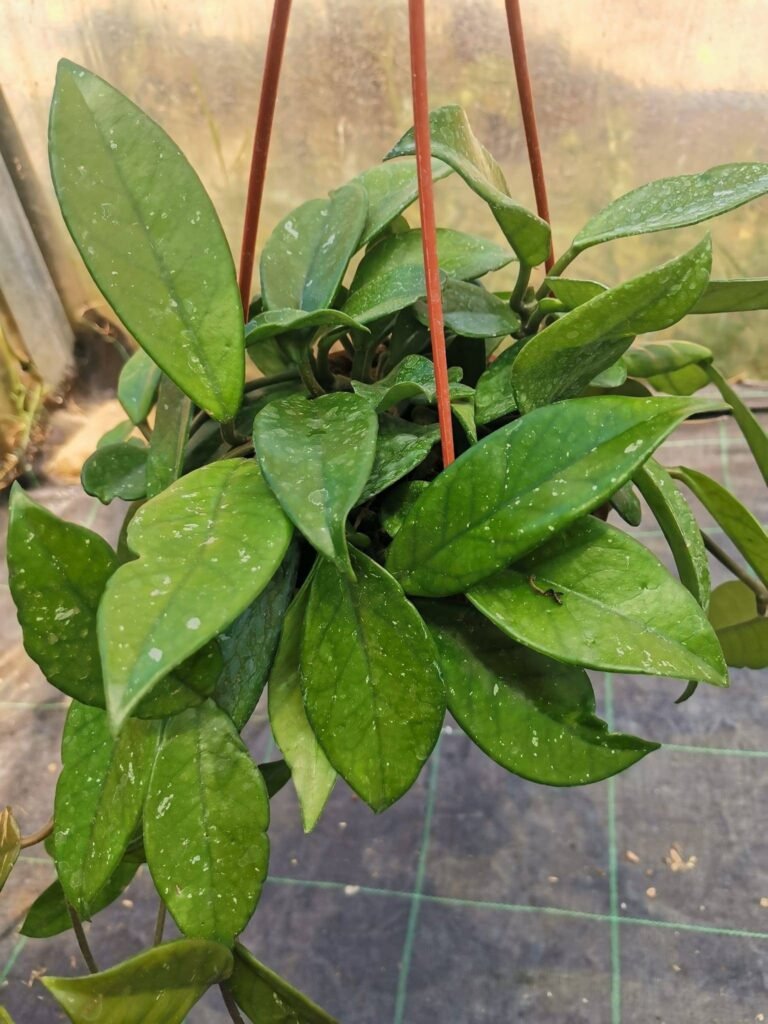 Hoya Carnosa