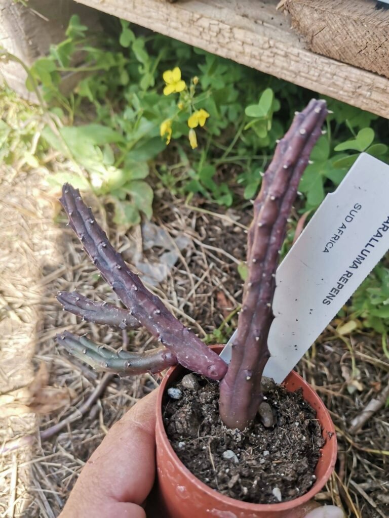Huernia Volkartii v. Repens
