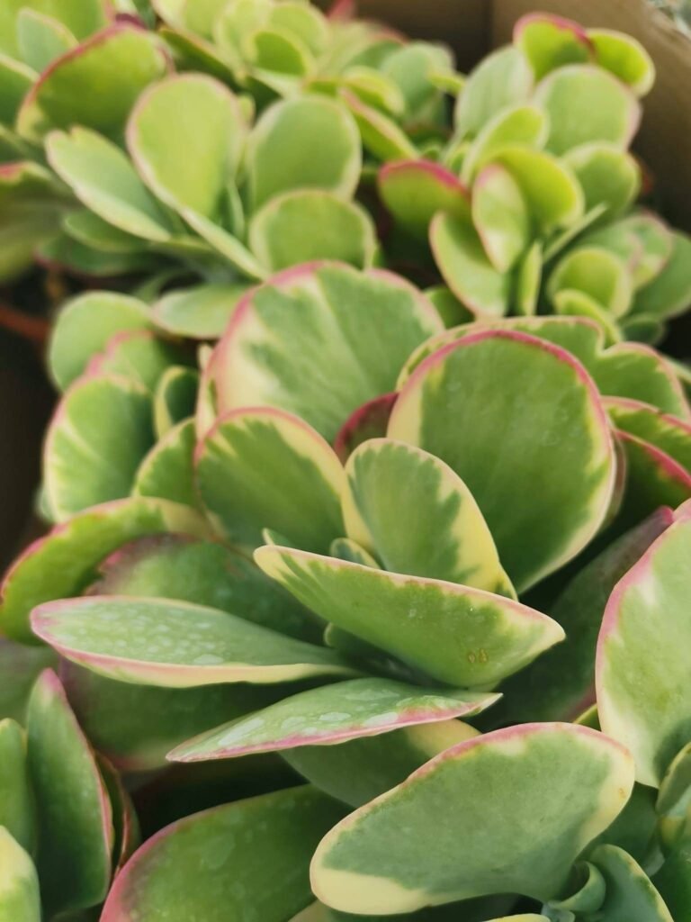 Kalanchoe Thyrsiflora Variegata Big
