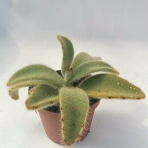 Kalanchoe Tomentosa "Hairy"