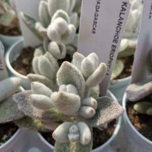 Kalanchoe Eriophylla