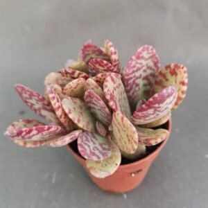 Kalanchoe Humilis v. Desert surprise