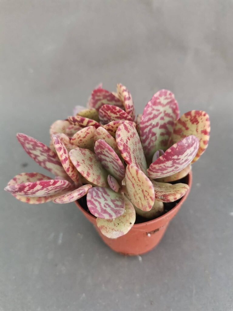 Kalanchoe Humilis v. Desert surprise