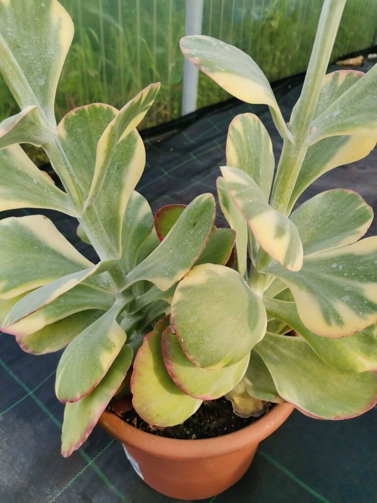 Kalanchoe luciae fantastic variegata big size