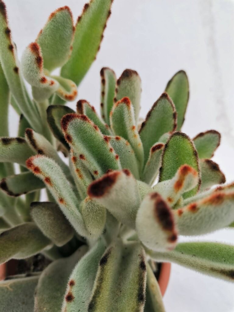 Kalanchoe Tomentosa cv Chocolate