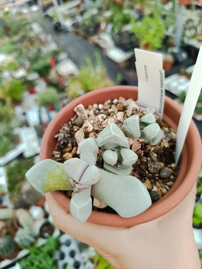 Lapidaria Margaretae