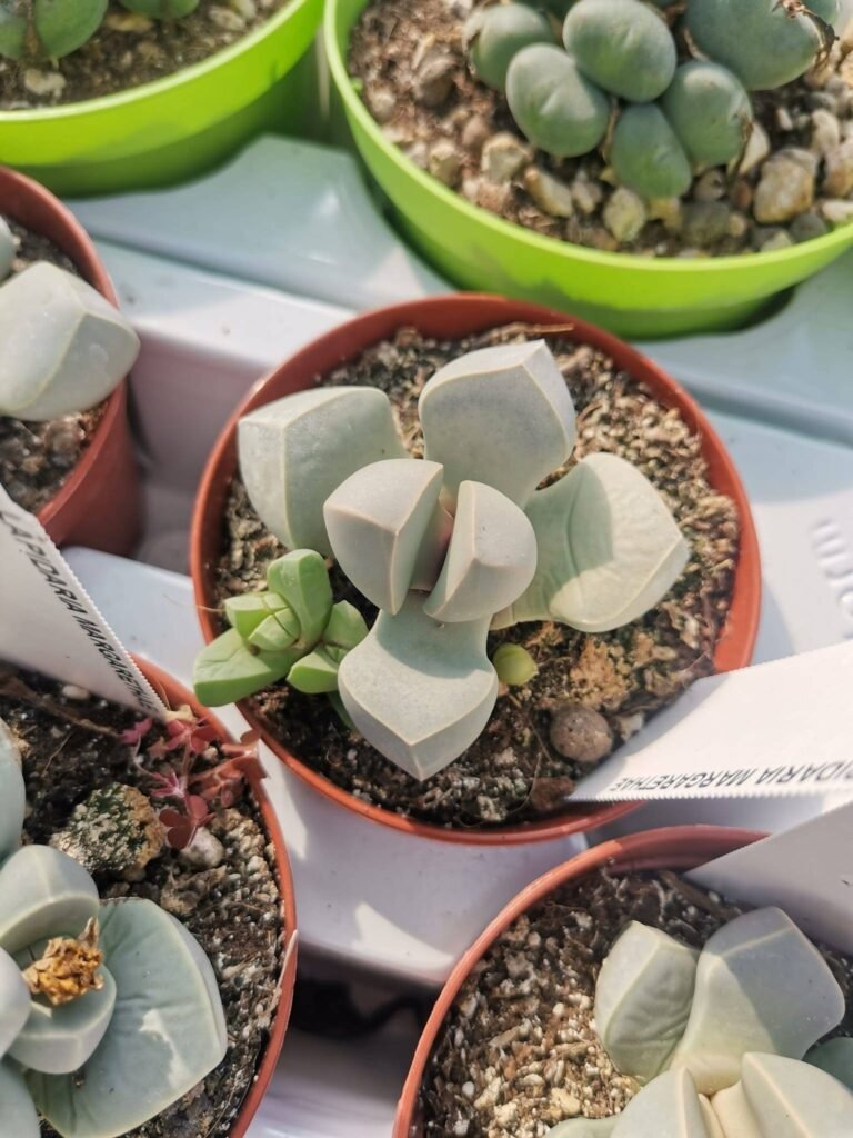 Lapidaria Margaretae
