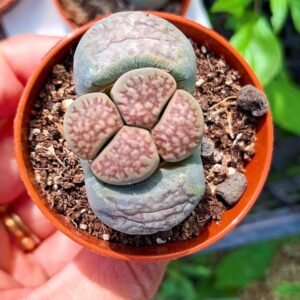 Lithops
