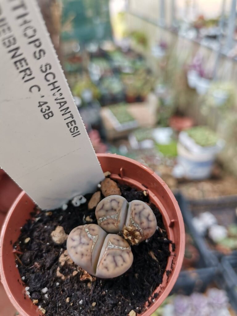 Lithops Schwantesii Triebneri C143B