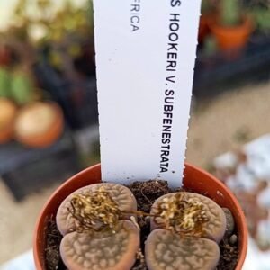 Lithops hookerii v subfenestrata