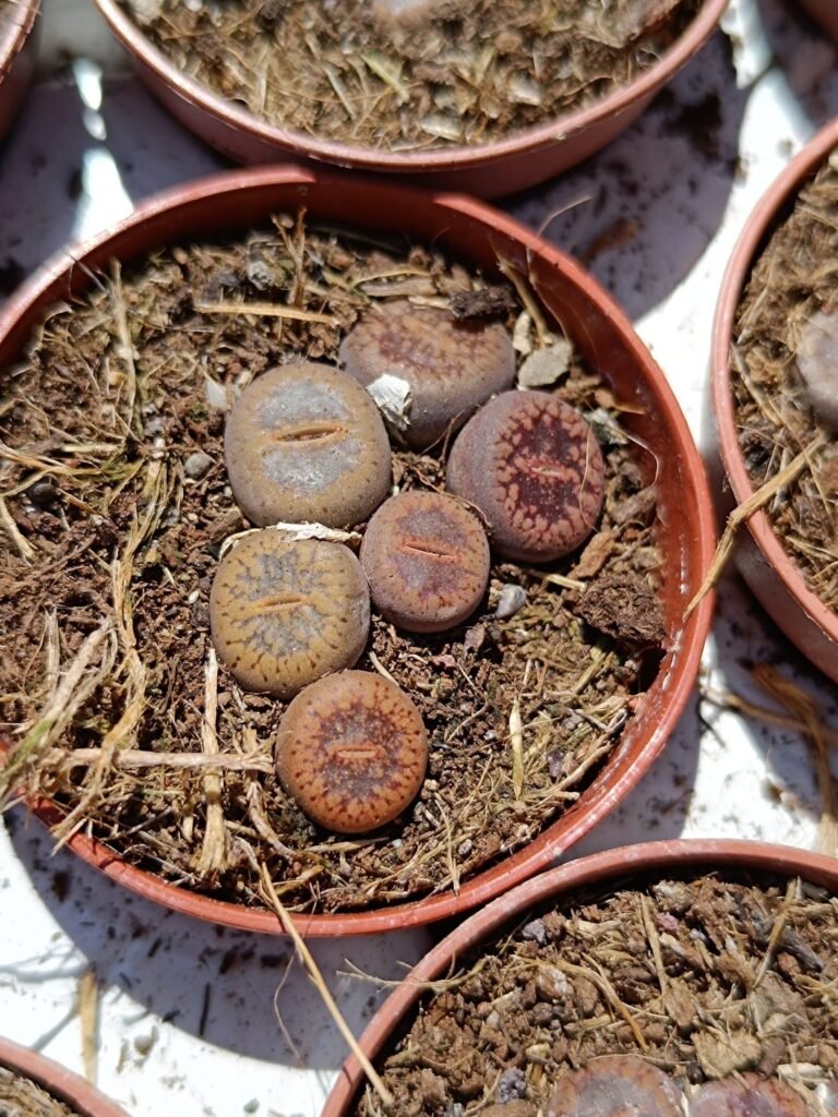 Lithops mix