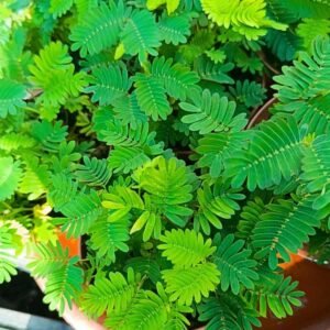 Mimosa pudica o pianta sensitiva