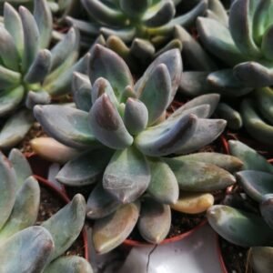 Pachyphytum Dark Red