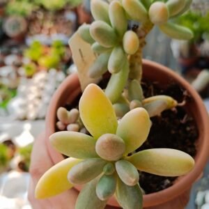 Pachyphytum Viride