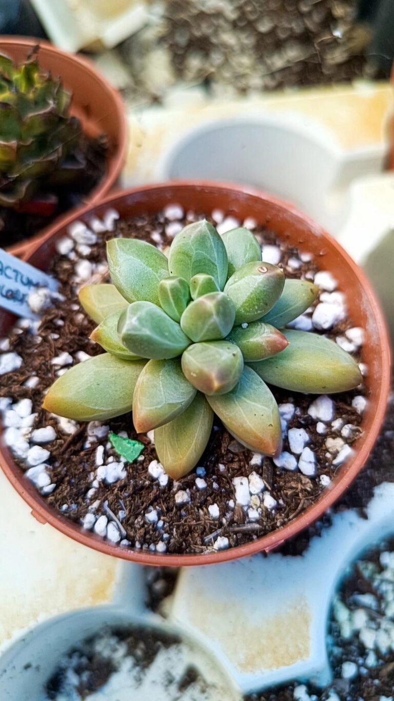 Pachyphytum Compactum x Echeveria Colorata