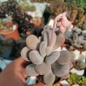 Pachyphytum Oviferum