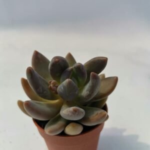 Pachyveria Blue Mist