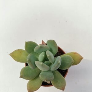 Pachyveria Corvus