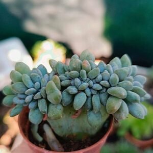 Pachyveria Clavifolia Crestata