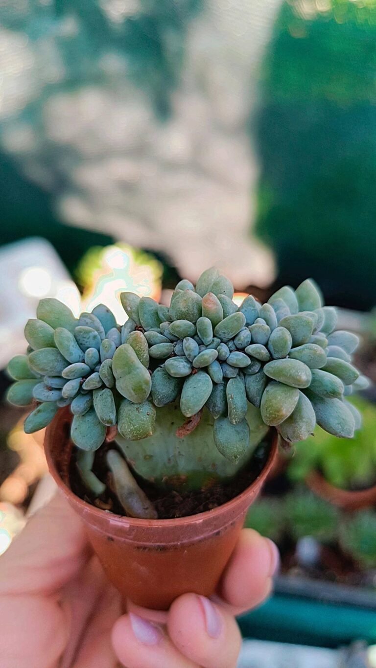 Pachyveria Clavifolia Crestata