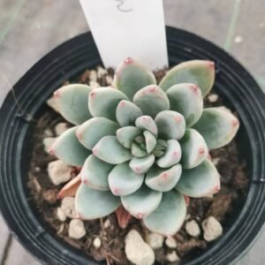 Pachyveria Hanabijin