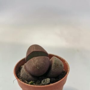 Pleiospilos Nelii cv Royal Flush