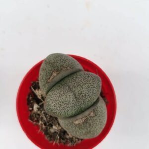 Pleiospilos Nelii