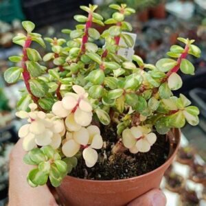Crassula Portulacaria Afra variegata v. Mediopicta