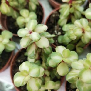 Crassula Portulacaria Afra variegata v. Mediopicta