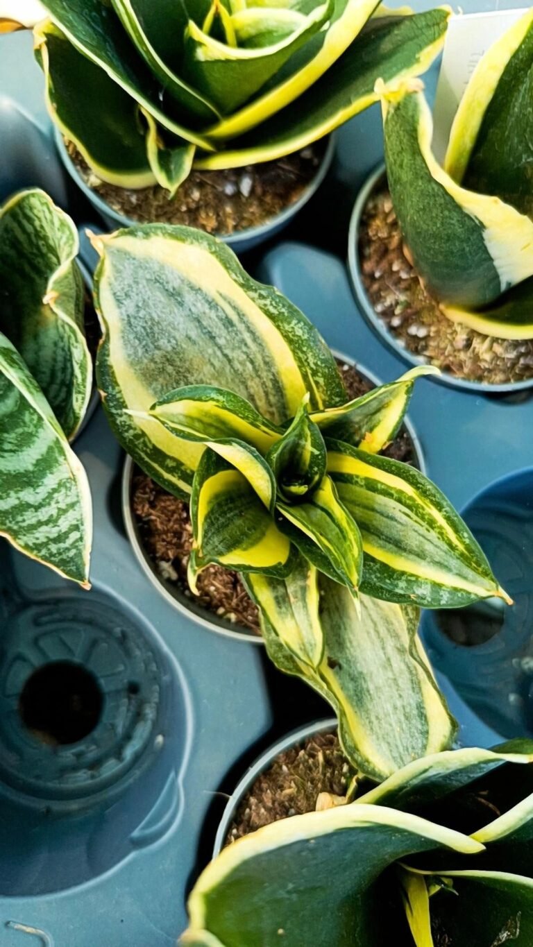 Sansevieria Golden Hahnii Black